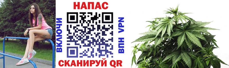 Конопля сатива  Донской 